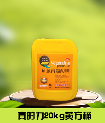 真的力20kg黄方桶